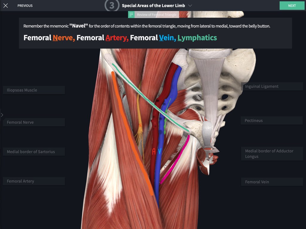 undergraduate-human-anatomy